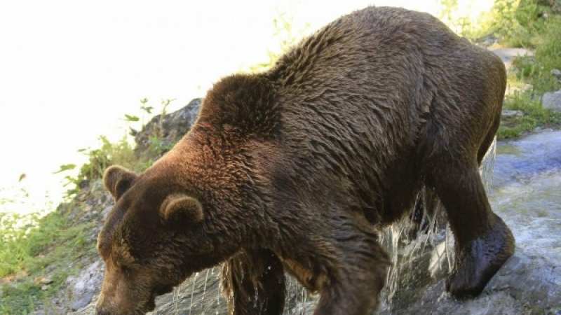 Бум на туристи в парка на танцуващите мечки край Белица