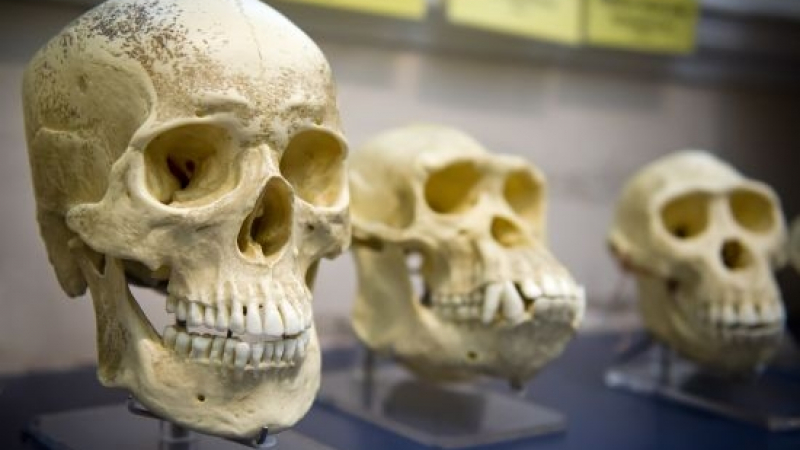 Учени разбиха на пух и прах теорията за човешката еволюция