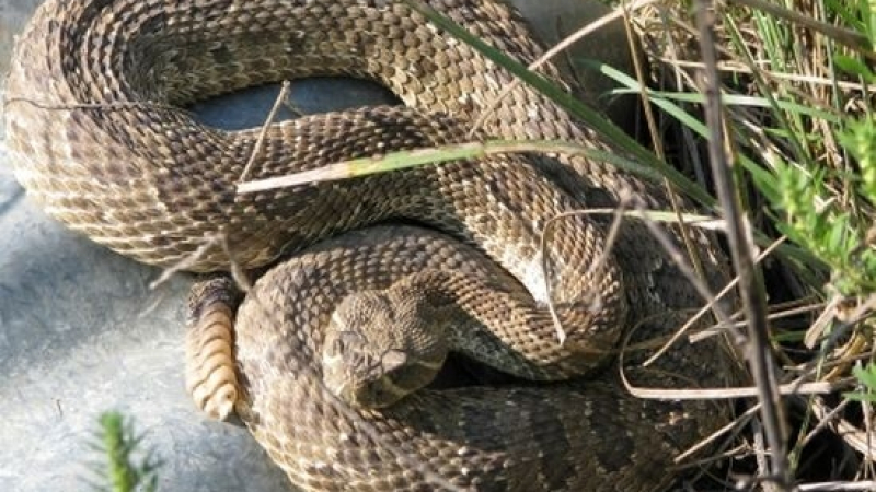 Ужас в Монтана! Змия изпълзя от къща и изкара акъла на стопаните 