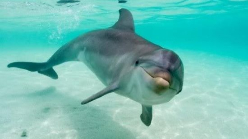Араби броят 300 лева за пържола от делфин по Черноморието  
