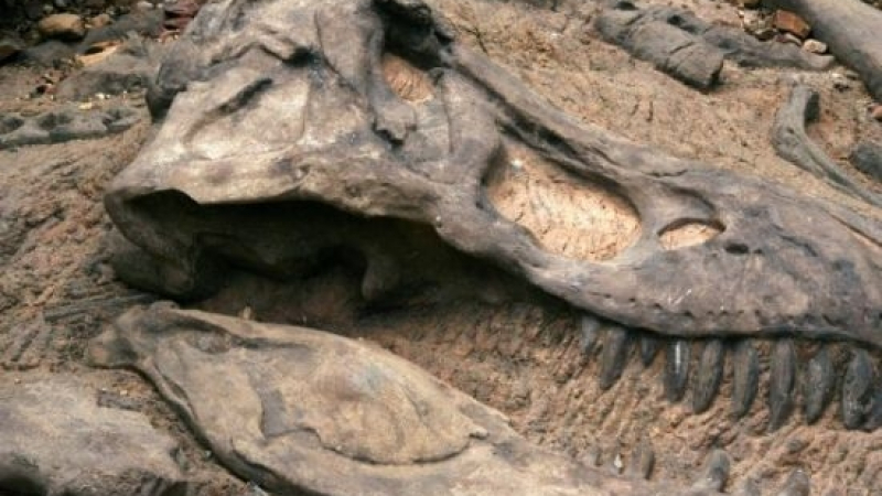 Учените откриха двойник на тиранозавъра рекс   