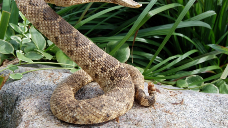 Ужас! Отровна змия прати в кома турист в Созопол