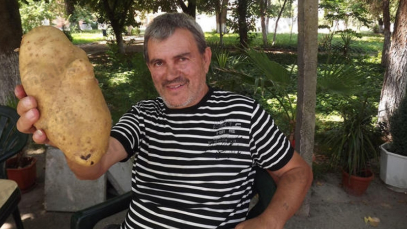 Картоф-гигант извадиха в санданско село - стопанинът се хвана за главата (СНИМКА)