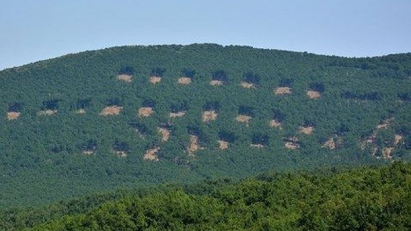 Скандал! Кмет на ДПС изсече гората над община Минерални бани (СНИМКА)