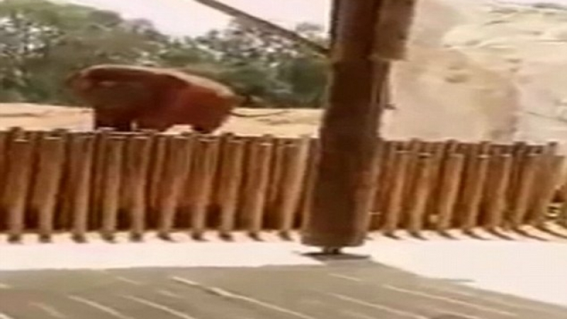  Шокиращо! Слон в зоопарк хвърли камък по момиченце и го уби (ВИДЕО 18+)   