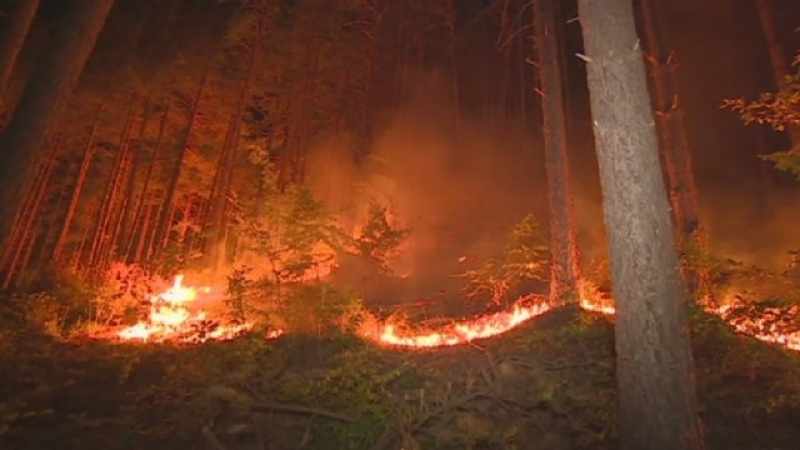 2000 декара унищожени гори и щети за 2 млн. лв. след пожара край Ардино