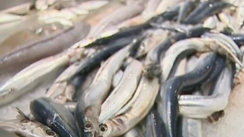 Каква риба ядем по Черноморието? (ВИДЕО)