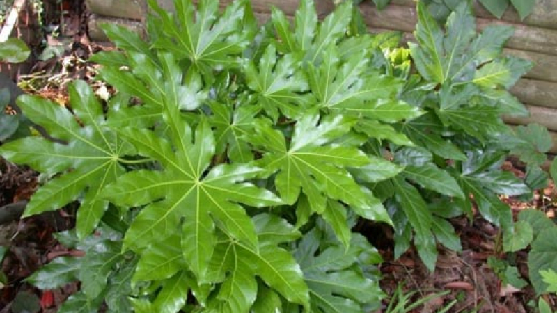Японската аралия е лидер сред  листнодекоративните  стайни растения 
