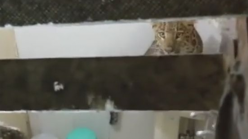 Леопард влетя в хотелска стая и изкара акъла на спящо семейство (ВИДЕО) 