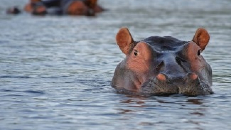 "Кокаиновите" хипопотами на Пабло Ескобар подивяха тотално