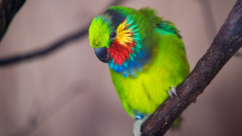 1000 папагала издъхнаха от безхаберие на летищни служители