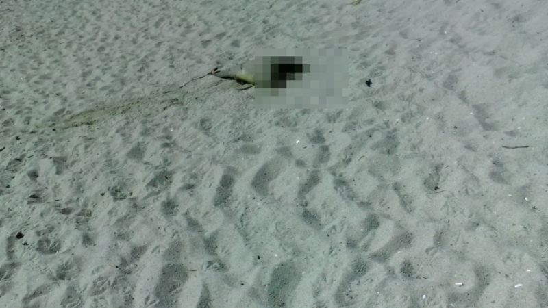 Очевидец: Намерих делфинче с отрязана глава на плаж край Варна! (СНИМКИ 18+)