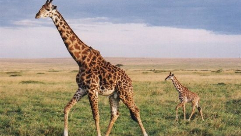 Жираф младоженец умря от страх на път към невестата си   