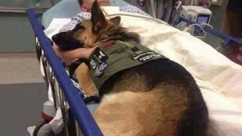 Трогателно! Куче отказа да напусне болничното легло на ранен американски войник