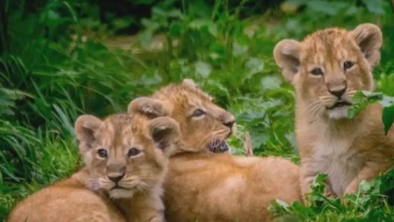 Атракция! Във Великобритания се родиха лъвчета тризнаци (ВИДЕО)