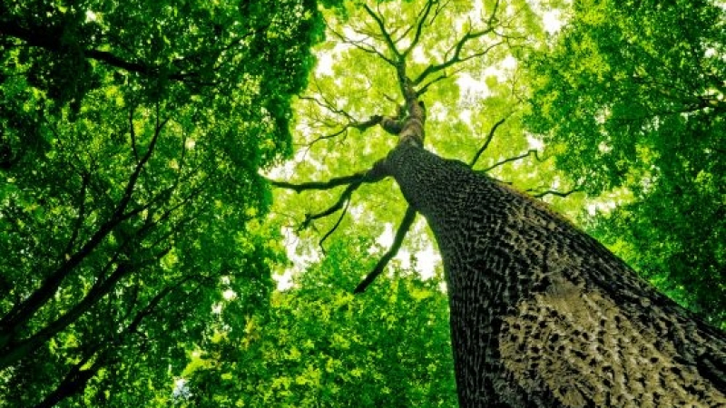 Мистерия: Дървото на живота вирее повече от 400 години в пустиня без вода 