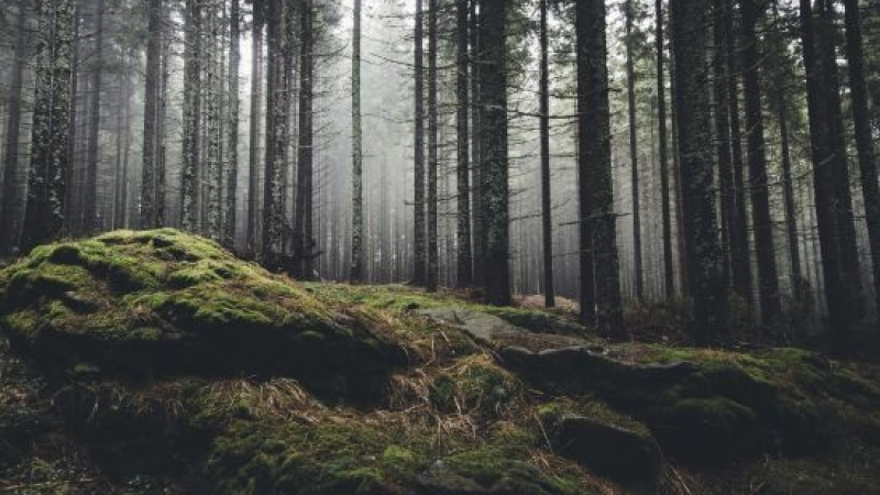Незаконна сеч: Унищожава се вековна гора край Тулово