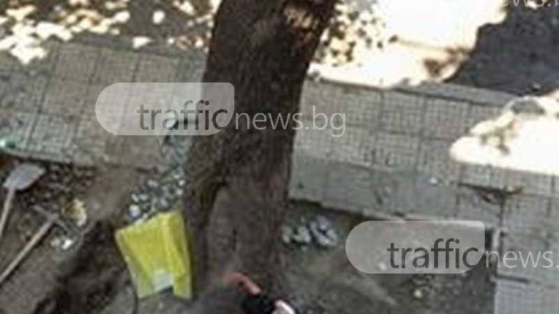 Това е „Столипиново”: Ром отряза две дървета, за да си прекара вода в гаража (ВИДЕО)