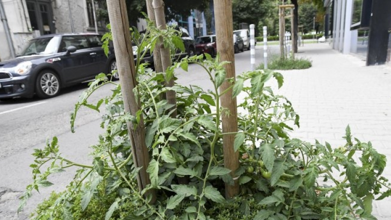 Шок! Отглеждат домати на тротоар в центъра на София (СНИМКИ)