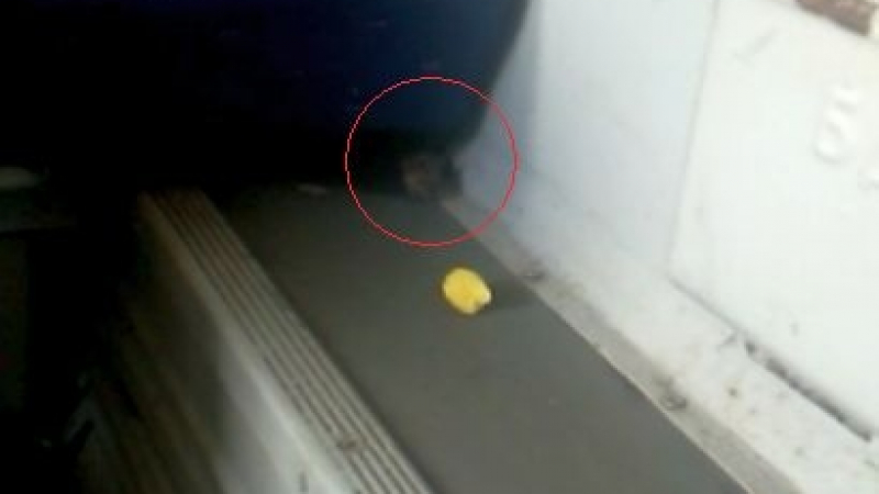 Гадост! Мишка се разхожда сред ужасна смрад и мръсотия във влака София- Бургас (ВИДЕО)