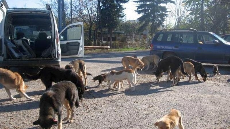 Бездомните псета в асеновградско село изчезват мистериозно. Местните подозират кмета