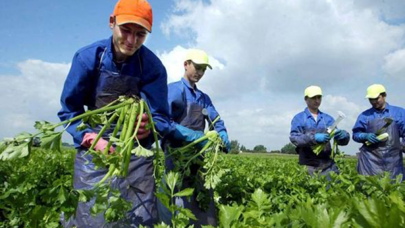 Това ли е началото на тихия ужас за британските фермери след Brexit? Започват да се питат - кой ще ни бере ягоди, ако ги няма работниците от ЕС? 