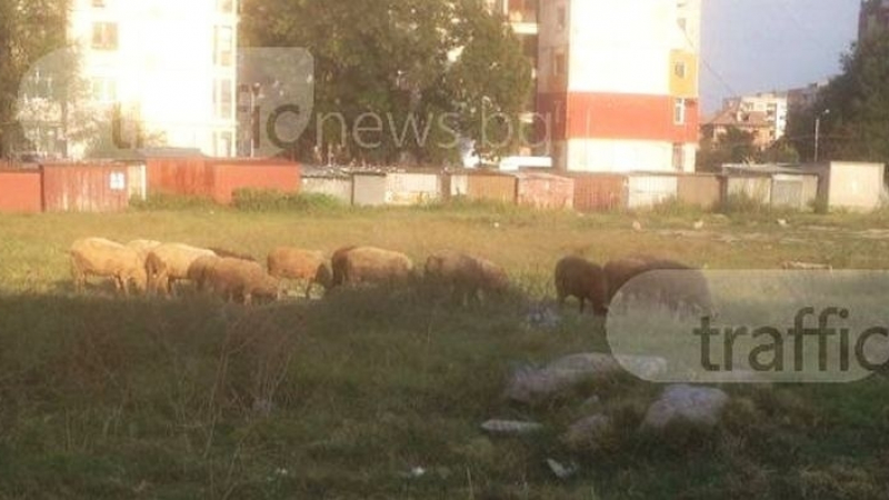 Заради това стадо Пловдив е като село в сравнение с Бургас и Варна  (СНИМКИ)