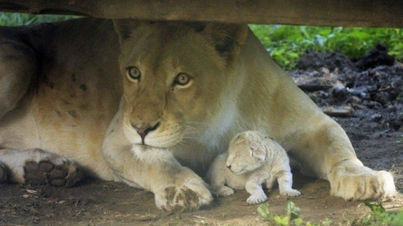 Снежно бяло лъвче се роди в Унгария (СНИМКИ)