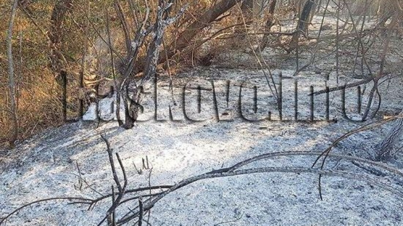 Съобщиха подробности за състоянието на кмета, който пострада в борбата с огнената стихия край Харманли 