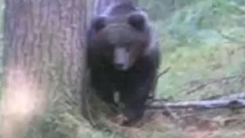 Три огромни мечки-убийци се спасяват от пиян ловджия в Русия (ВИДЕО)   