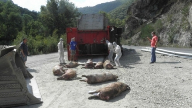 Над 30 прасета са безследно изчезнали след катастрофата в Кресненското дефиле (ВИДЕО)