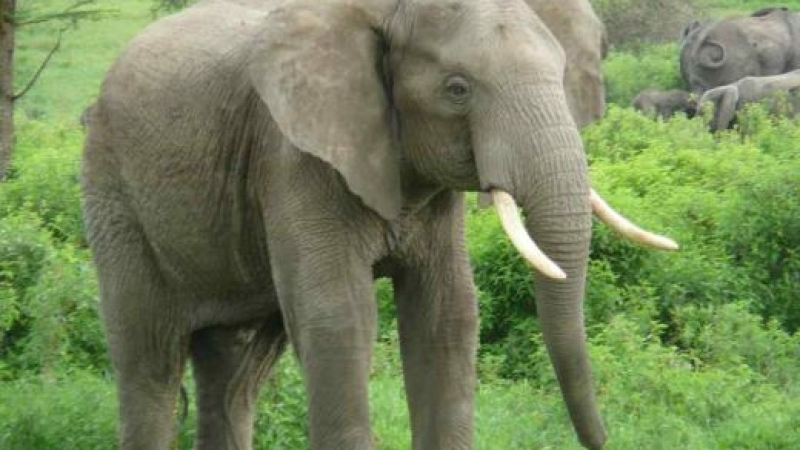 Изключително неприятна новина за слоновете  