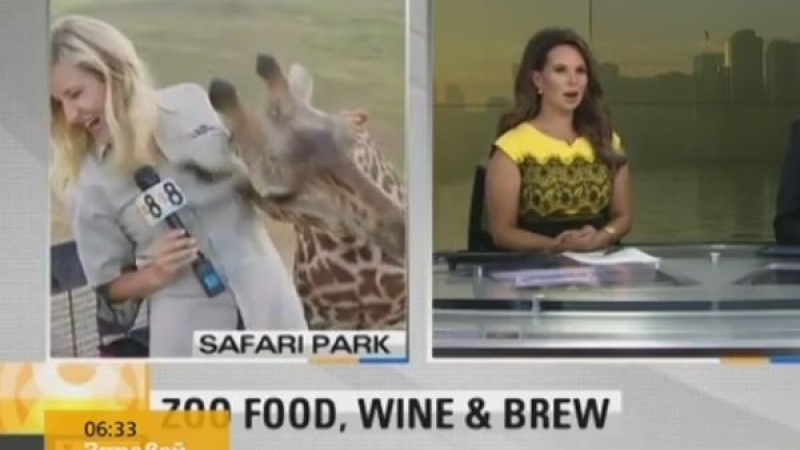 Страсти! Жирафче налетя сексуално на репортерка, облиза ѝ бюста в ефир (ВИДЕО)