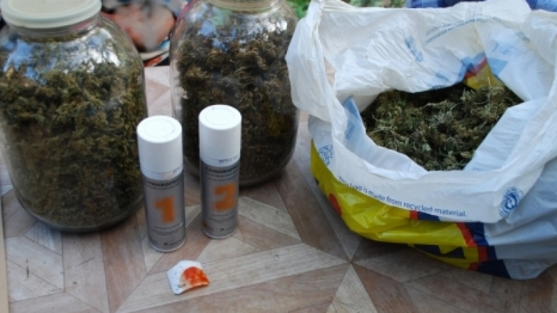 Мащабна операция се натъкна на богата реколта марихуана в Сливенско!