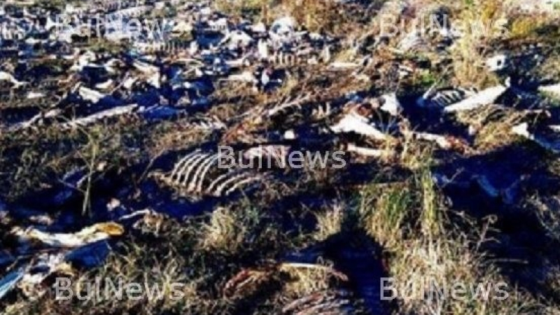 Одрани животински трупове потресоха хората във Врачанско
