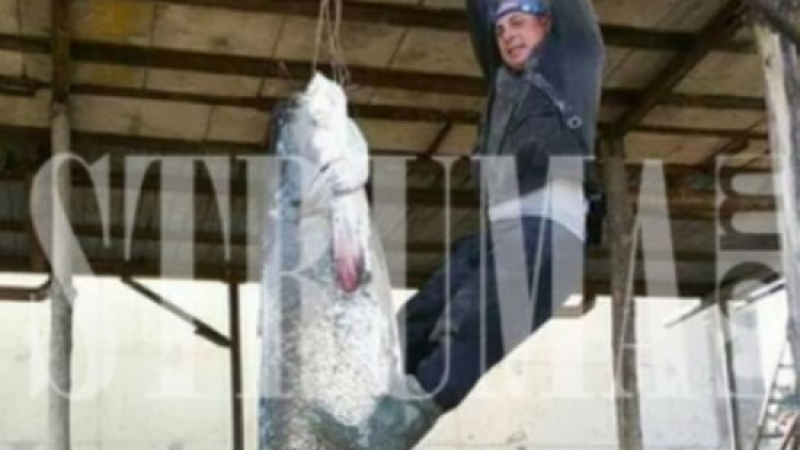 Рибари извадиха истинско чудовище от водите на Дунав (СНИМКИ)