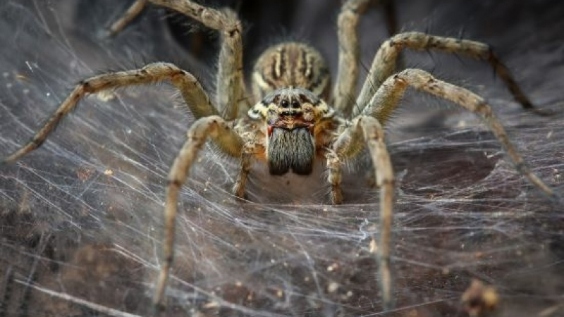 Изумителни факти за паяците, доказващи колко са ни нужни (ВИДЕО)