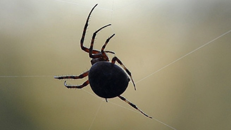 Осем естествени начина за защита на дома от паяци