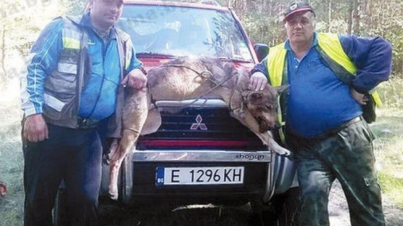Ветеринарен лекар отстреля 60-килограмов вълк (СНИМКИ)