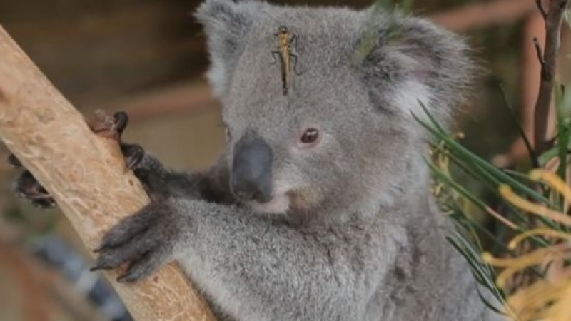 Колко сладко! Интернет пощуря по ВИДЕО с коала и новия ѝ приятел