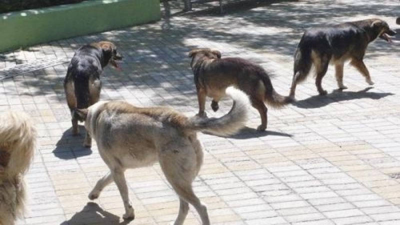 Зловещо: В Турция захвърлят кучета в планина с име, от което те побиват тръпки