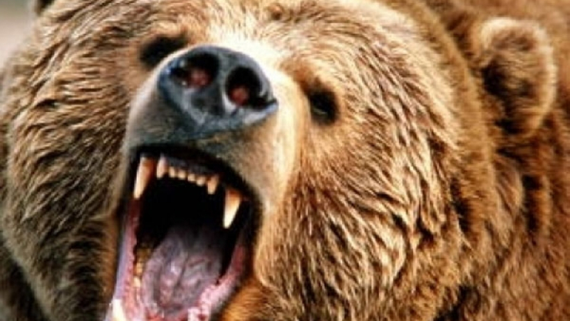 Село в паника, мечки-стръвници нападат животните