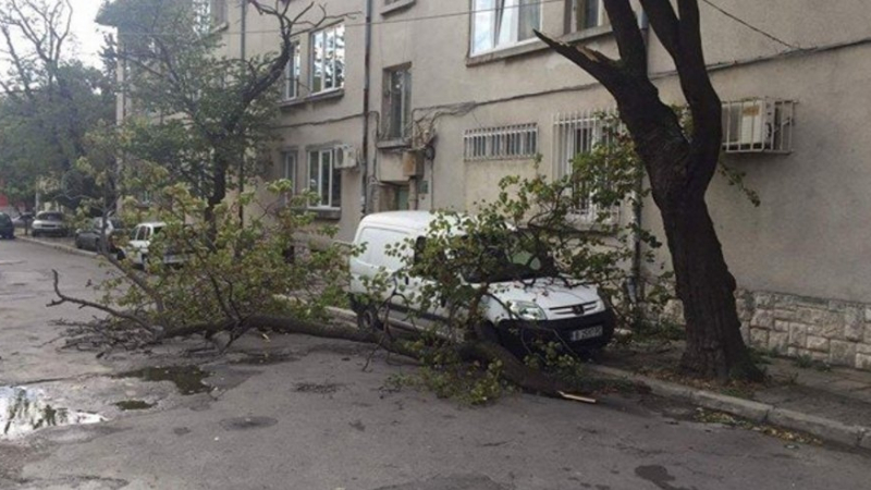Очевидец в ужас: Клон се стовари върху кола на улица във Варна