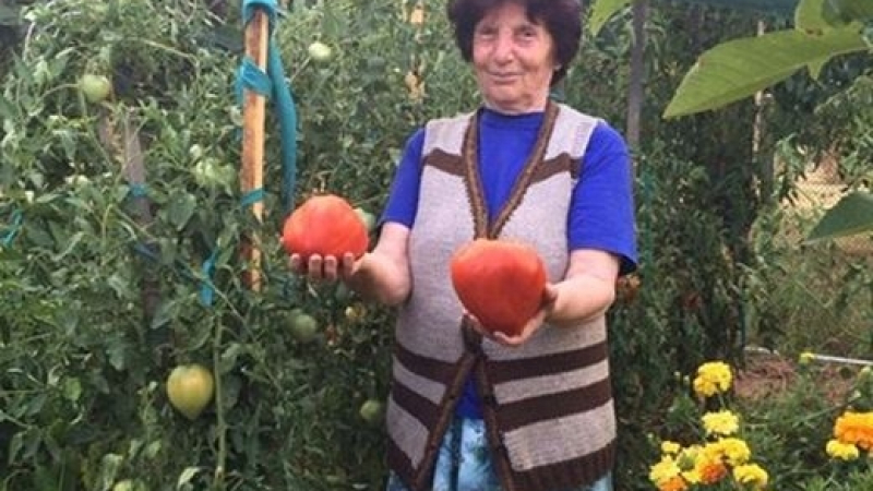 Стопанка от Гложене разкри тайната си рецепта за опазване на тези гигантски домати (СНИМКА)