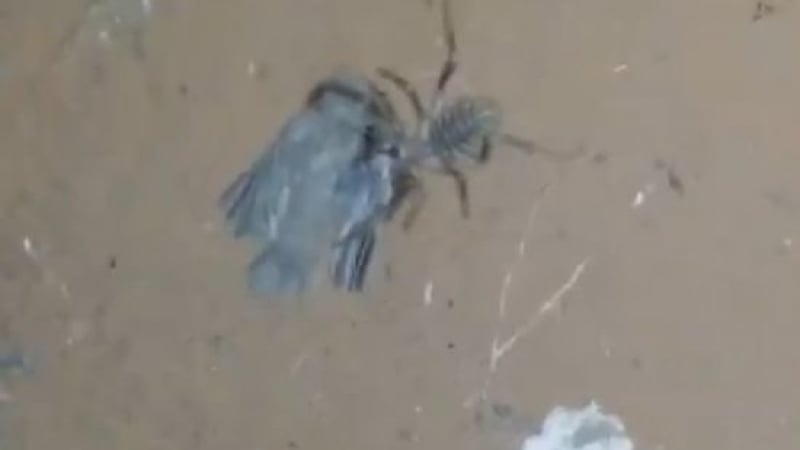 Гигантски паяк пирува с жива птица (ВИДЕО)