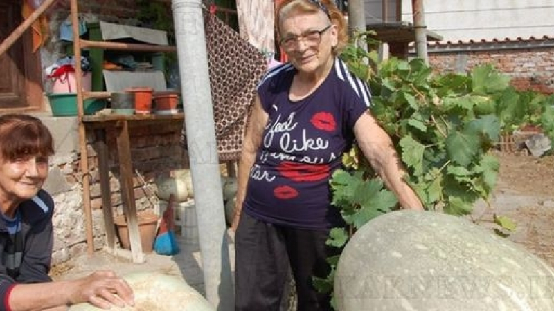 79-годишната Славка, разкрасявала най-известните ни актьори, отглежда истински гиганти в градината си (СНИМКА)