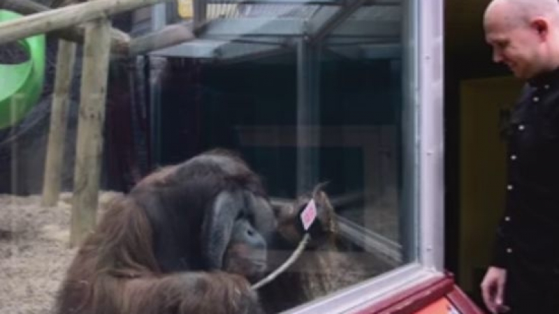 Любознателен орангутан предизвика фурор в британски зоопарк (ВИДЕО)