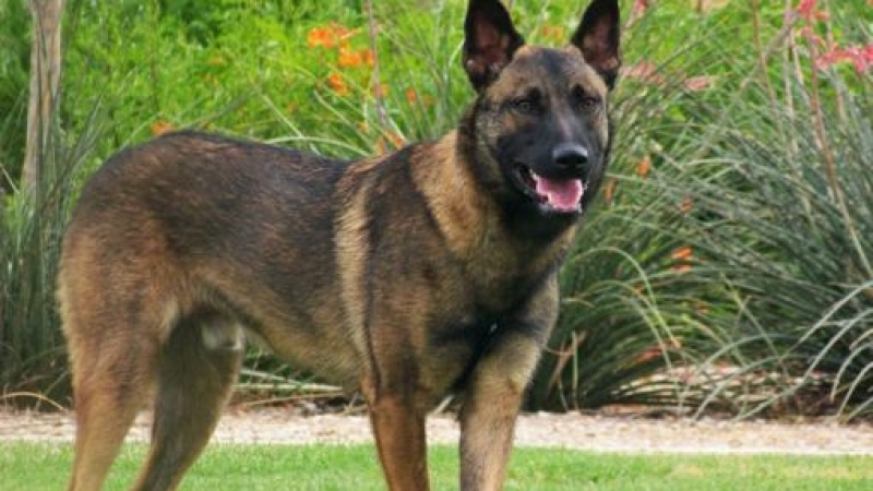 Погребаха с почести полицейско куче, убито в акция 