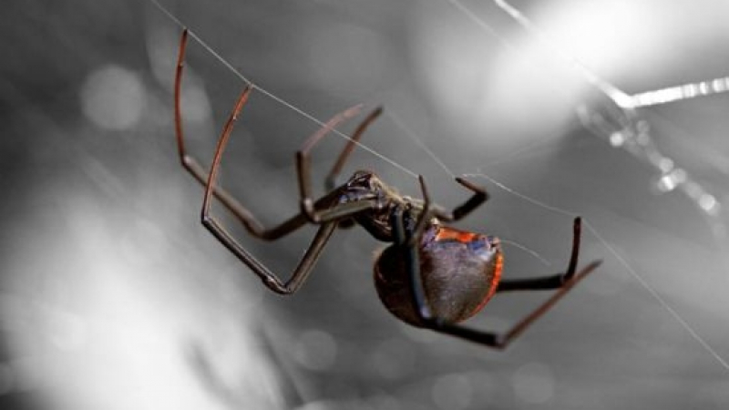 Вирус краде ДНК от паяка Черната вдовица