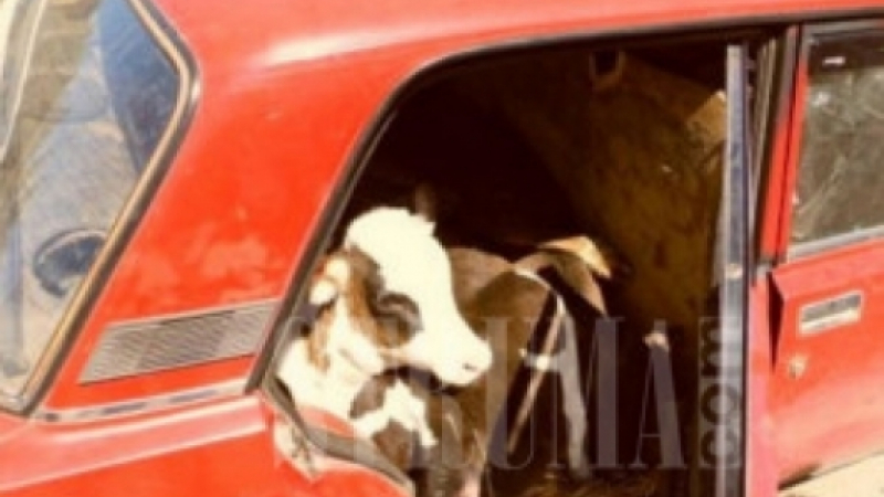 Ето как се превозва 250 килограмово откраднато теле в очукан "Фолксваген голф" (СНИМКА)